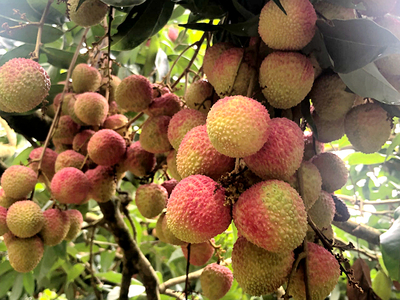 岭南六月荔枝丹，‘马甲’增添别样红——技术推广服务助力产业升级